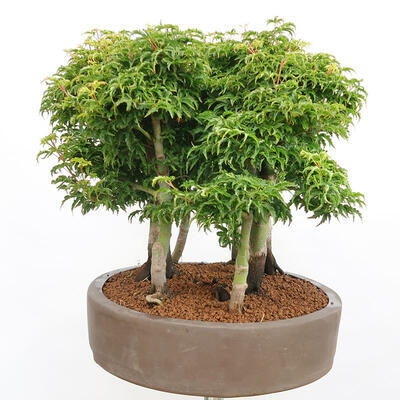 Bonsai im Freien - Acer palmatum SHISHIGASHIRA - Kleinblättriger Ahornwald - 4