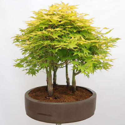 Bonsai im Freien - Acer palmatum Aureum - Palmblättriger Goldwaldahorn - 4