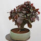 Bonsai im Freien - Corylus Avellana Red Majestic - Haselnuss - 4/4