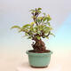 Bonsai im Freien - Pseudocydonia sinensis - Chinesische Quitte - 4/7
