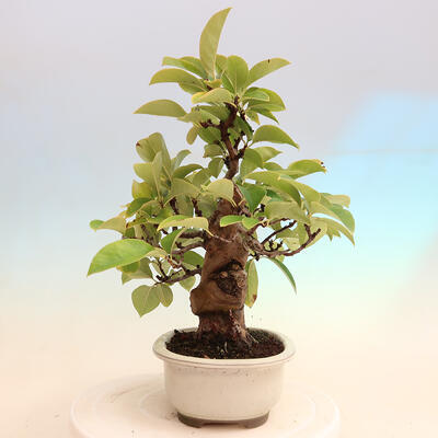 Bonsai im Freien - Pseudocydonia sinensis - Chinesische Quitte - 4