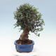 Indoor-Bonsai - Olea europaea sylvestris - Europäisches kleinblättriges Olivenöl - 4/6
