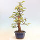 Bonsai im Freien - Pseudocydonia sinensis - Chinesische Quitte - 4/6