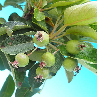 Outdoor-Bonsai -Malus Halliana fruchtige Apfel - 4