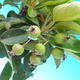 Outdoor-Bonsai -Malus Halliana - fruited Apfel - 4/4
