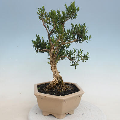 Indoor Bonsai - Buxus harlandii - Kork Buchsbaum - 4
