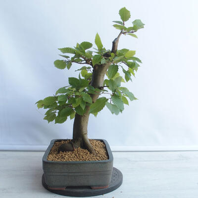 Bonsai im Freien - Hainbuche - Carpinus betulus - 4