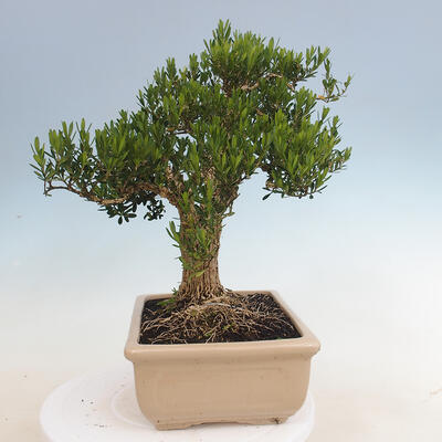 Innenbonsai - Buxus harlandii - Korkbuchsbaum - 4