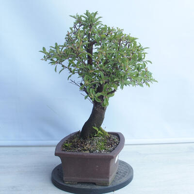 Bonsai im Freien - Mahalebka - Prunus mahaleb - 4