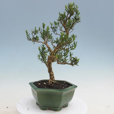 Innenbonsai - Buxus harlandii - Korkbuchsbaum - 4
