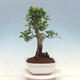 Zimmerbonsai - Ficus kimmen - kleinblättriger Ficus - 4/4