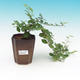 Zimmer Bonsai - Grewia occidentalis - Seestern Lavendel - 4/4