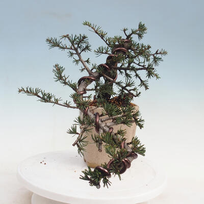 Bonsai im Freien - Cedrus Libani Brevifolia - Zederngrün - 4