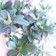 Bonsai im Freien - Rhododendron sp. - Rosa Azalee - 4/4