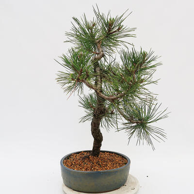 Bonsai im Freien - Pinus Nigra - Schwarzkiefer - 4