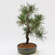 Bonsai im Freien - Pinus Nigra - Schwarzkiefer - 4/4