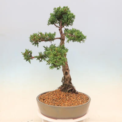 Outdoor-Bonsai - Juniperus chinensis Kishu - Chinesischer Wacholder - 4