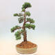 Outdoor-Bonsai - Juniperus chinensis Kishu - Chinesischer Wacholder - 4/5