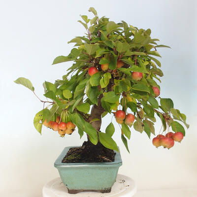 Freilandbonsai - Malus halliana - Kleinfrüchtiger Apfelbaum - 4