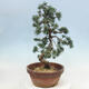 Bonsai im Freien - Pinus parviflora - kleine Kiefer - 4/4