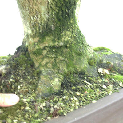 Bonsai im Freien - Baby-Ahorn - Acer campestre - 4