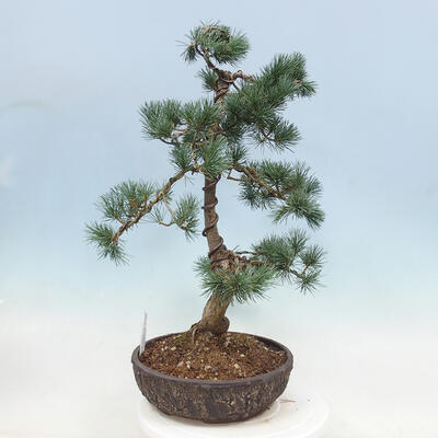Bonsai im Freien - Pinus parviflora - kleine Kiefer - 4