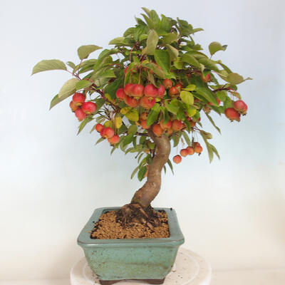 Freilandbonsai - Malus halliana - Kleinfrüchtiger Apfelbaum - 4