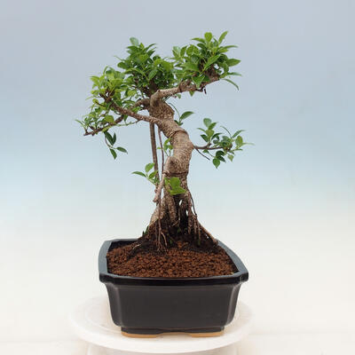 Zimmerbonsai - Ficus kimmen - kleinblättriger Ficus - 4