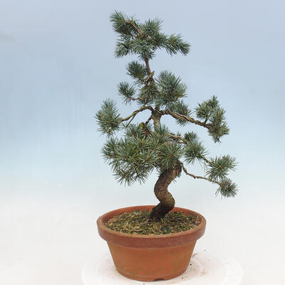 Bonsai im Freien - Pinus parviflora - kleine Kiefer - 4