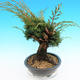 Yamadori Juniperus chinensis - Wacholder - 4/6