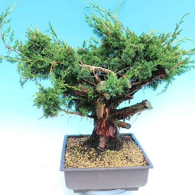 Yamadori Juniperus chinensis - Wacholder - 4