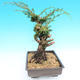 Yamadori Juniperus chinensis - Wacholder - 4/6