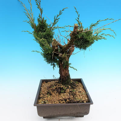 Yamadori Juniperus chinensis - Wacholder - 4