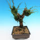 Yamadori Juniperus chinensis - Wacholder - 4/5