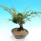 Yamadori Juniperus chinensis - Wacholder - 4/5