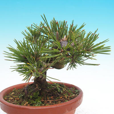 Pinus thunbergii - Thunbergova Kiefer - 4