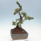 Bonsai im Freien - Pinus mugo - Kniende Kiefer - 4/5