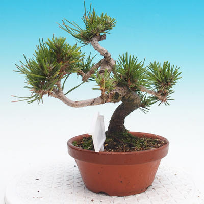 Pinus thunbergii - Thunbergova Kiefer - 4