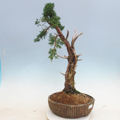 Bonsai im Freien - Juniperus chinensis - chinesischer Wacholder - 4