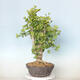 Outdoor bonsai - Jinan biloba - Ginkgo biloba - 4/4