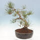 Bonsai im Freien - Pinus sylvestris Watereri - Waldkiefer - 4/4