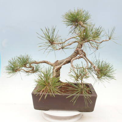 Bonsai im Freien - Pinus sylvestris Watereri - Waldkiefer - 4