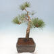 Bonsai im Freien - Pinus sylvestris Watereri - Waldkiefer - 4/5