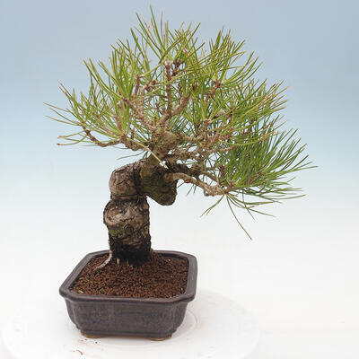 Bonsai im Freien - Pinus thunbergii - Thunberg-Kiefer - 4
