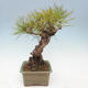 Bonsai im Freien - Pinus thunbergii - Thunberg-Kiefer - 4/5
