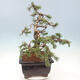 Bonsai im Freien - Pinus mugo - Kniende Kiefer - 4/5
