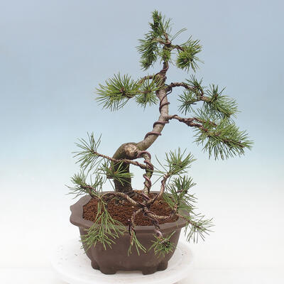 Bonsai im Freien - Pinus mugo - Kniende Kiefer - 4