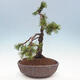 Bonsai im Freien - Pinus mugo - Kniende Kiefer - 4/4