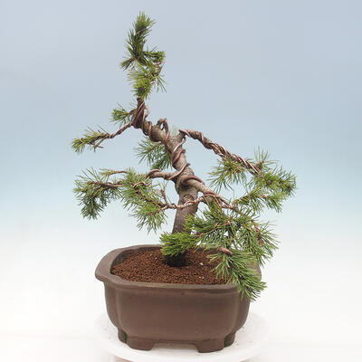 Bonsai im Freien - Pinus mugo - Kniende Kiefer - 4
