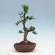 Innenbonsai - Buxus harlandii - Korkbuchsbaum - 4/7